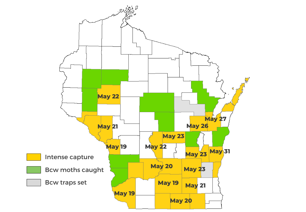 Black Cutworm Cutting Forecast 2025