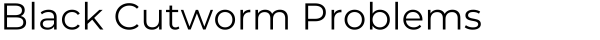 Black Cutworm Problems