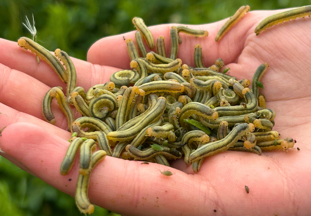 Handful of grass sawfly larvae