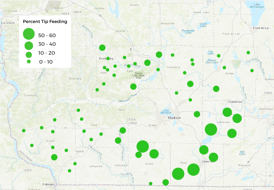Alfalfa Weevil Tip Feeding Defoliation Map