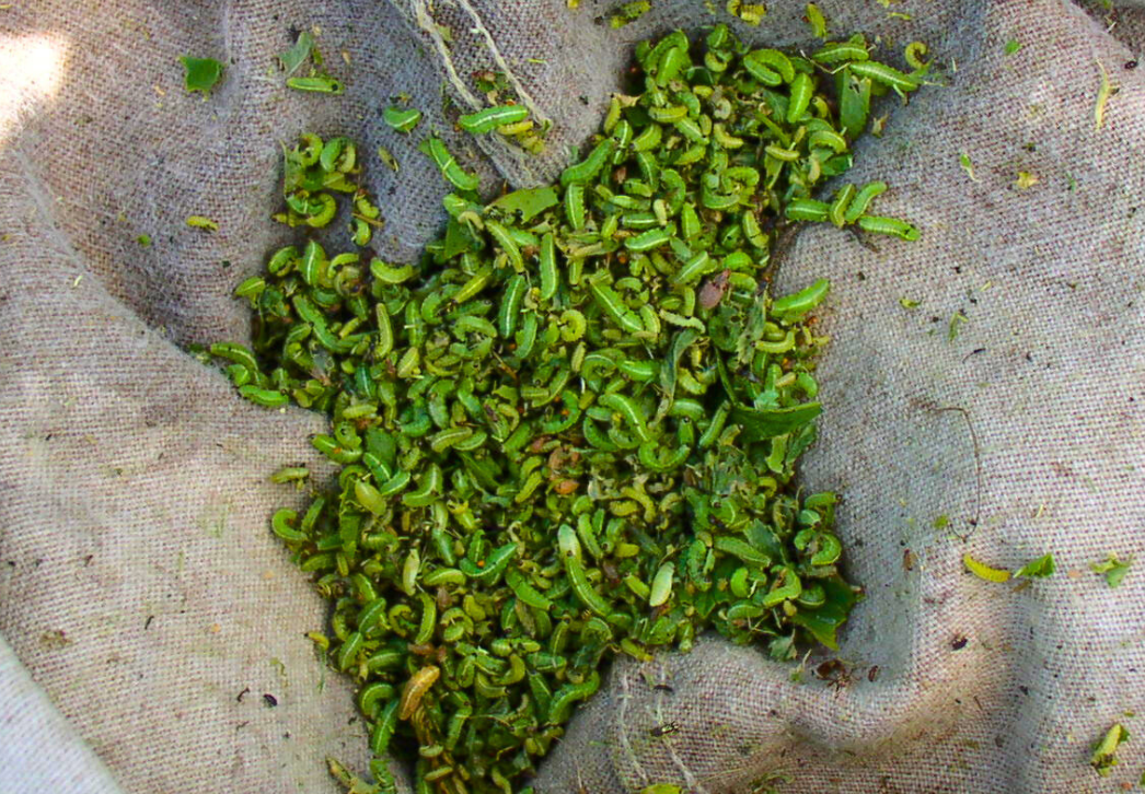 Alfalfa weevil larvae in sweep net sample
