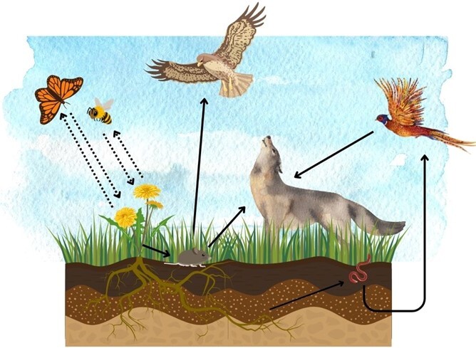 Pollinator Ecosystem