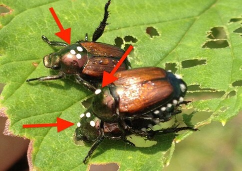 Winsome fly eggs on Japanese beetle