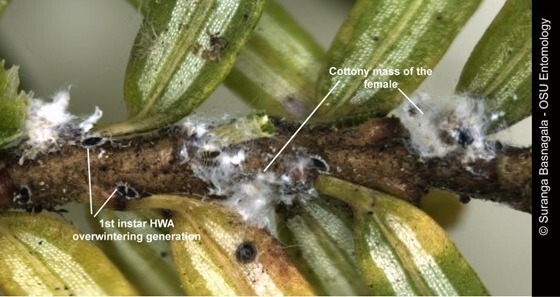 HWA life stages on hemlock