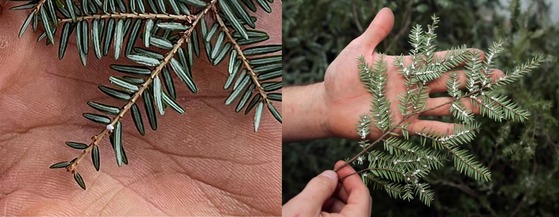 HWA ovisacs on hemlock