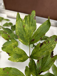 CNSV infection on peony