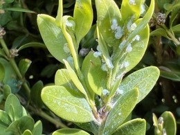 boxwood psyllids
