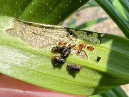 lily leaf beetle larvae