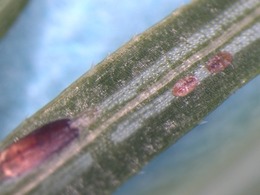 live EHS with crawlers