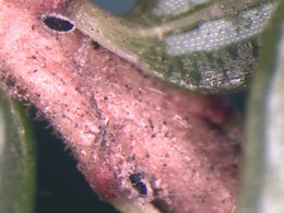 live HWA nymphs on hemlock
