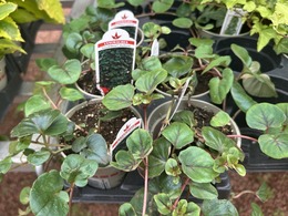 NR 40 Lysimachia nummularia green variety