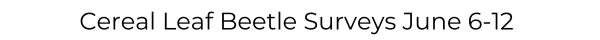 Cereal Leaf Beetle Surveys June 6-12