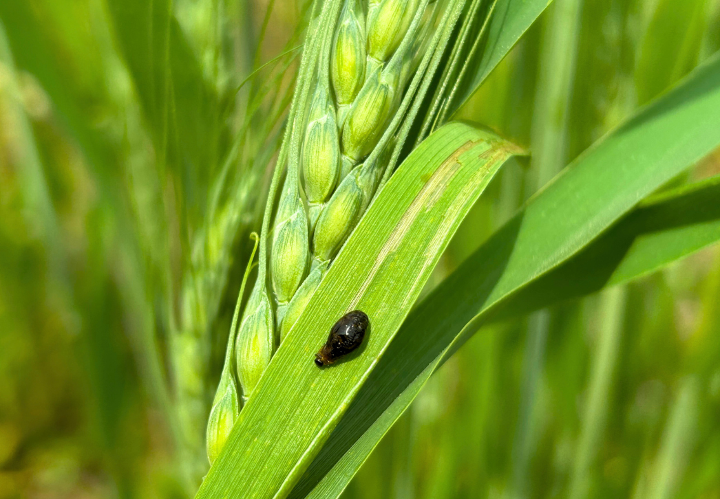 Cereal leaf beetle larva