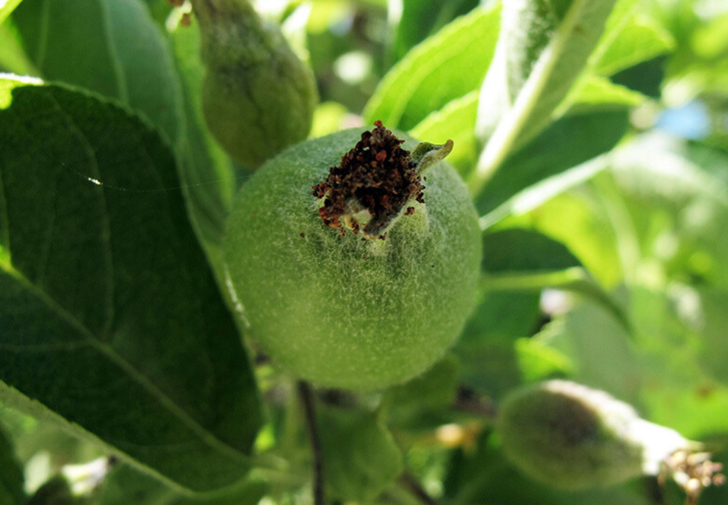 Codling Moth Feeding in Developing Apple 
