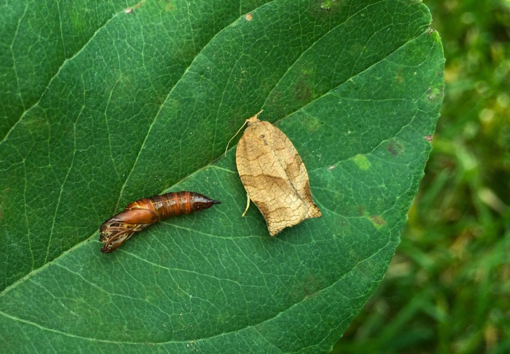 Obliquebanded leafroller moth and pupal case