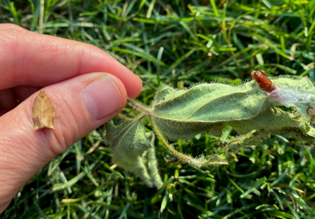 Newly emerged Obliquebanded Leafroller Moth