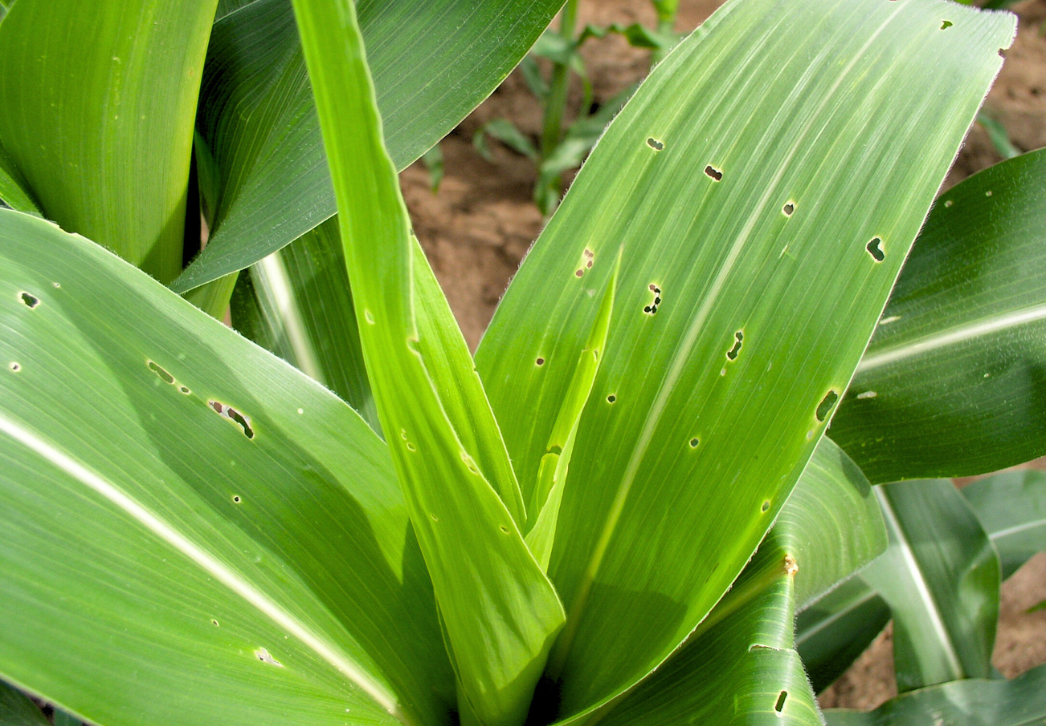 European corn borer shot-hole feeding in corn whorl