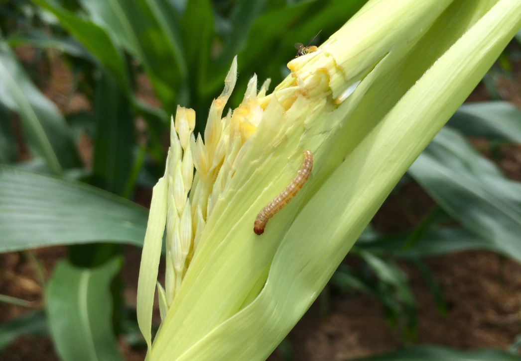 European corn borer larva