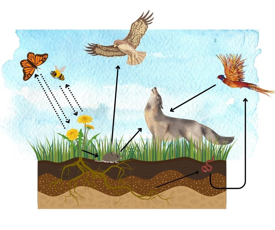 ecosystem connections