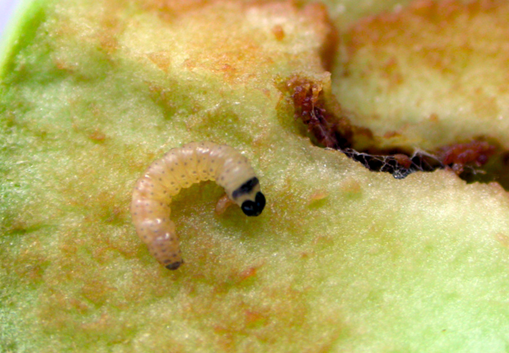 Codling moth larva