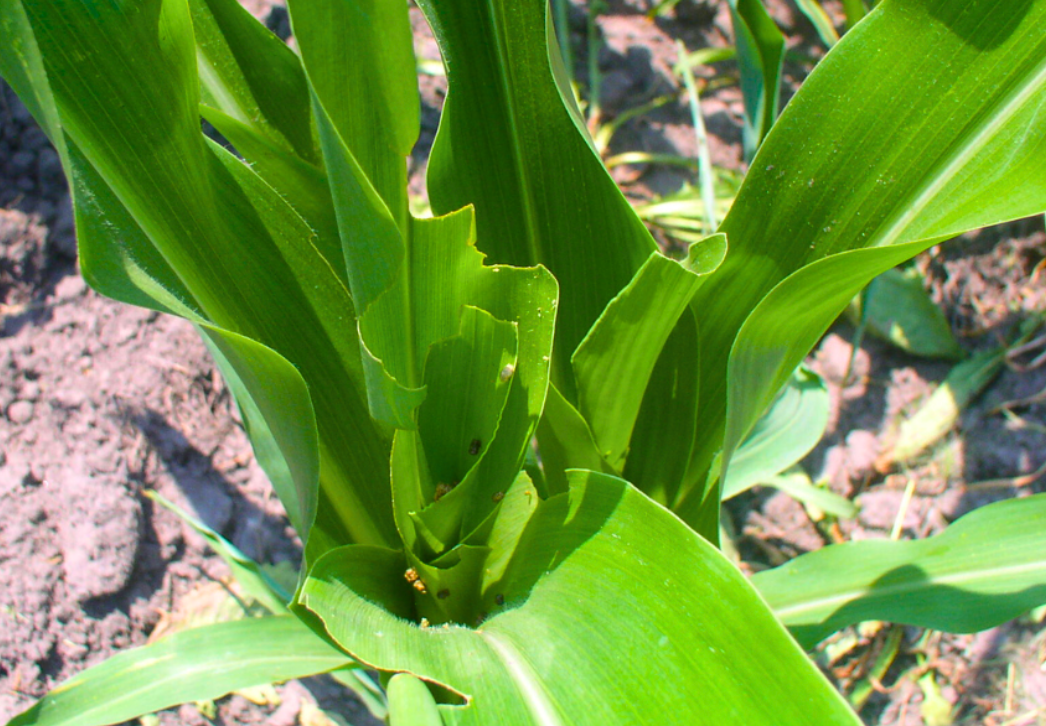 Signs of Armyworm Feeding in Corn Whorl