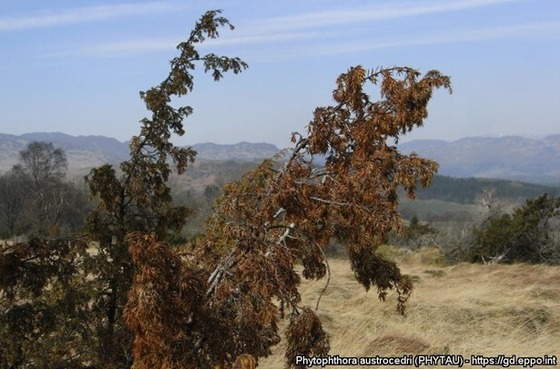 Symptoms of Phytophthora austrocedri on Juniperus communis