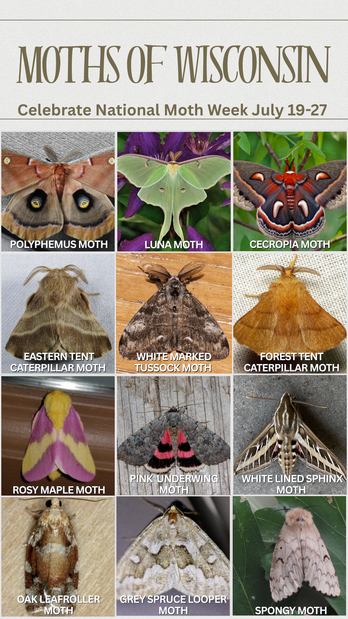 Moths of WI