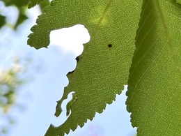 Elm zigzag sawfly on 'Pioneer' elm