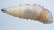 NWS Larvae