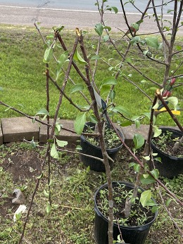 snapped leaders from deer damage