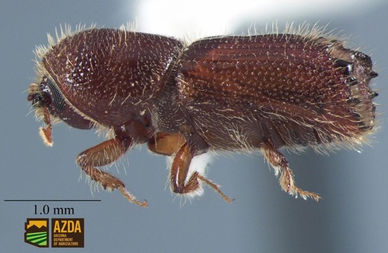 Mediterranean Pine Engraver