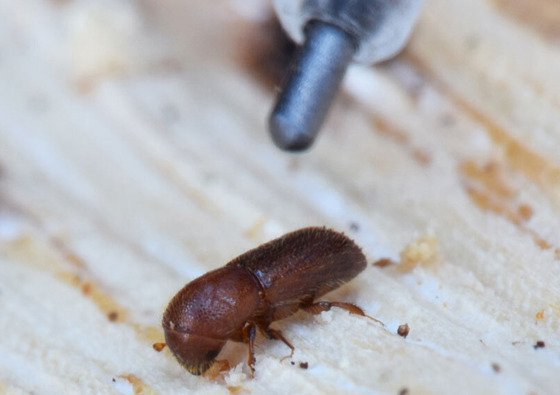 Mediterranean Oak Borer (MOB, Xyleborus monographus)