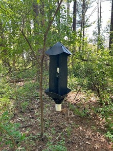 woodboring beetle trap