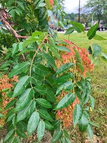 Tree of Heaven SLF survey