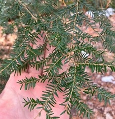 hemlock survey
