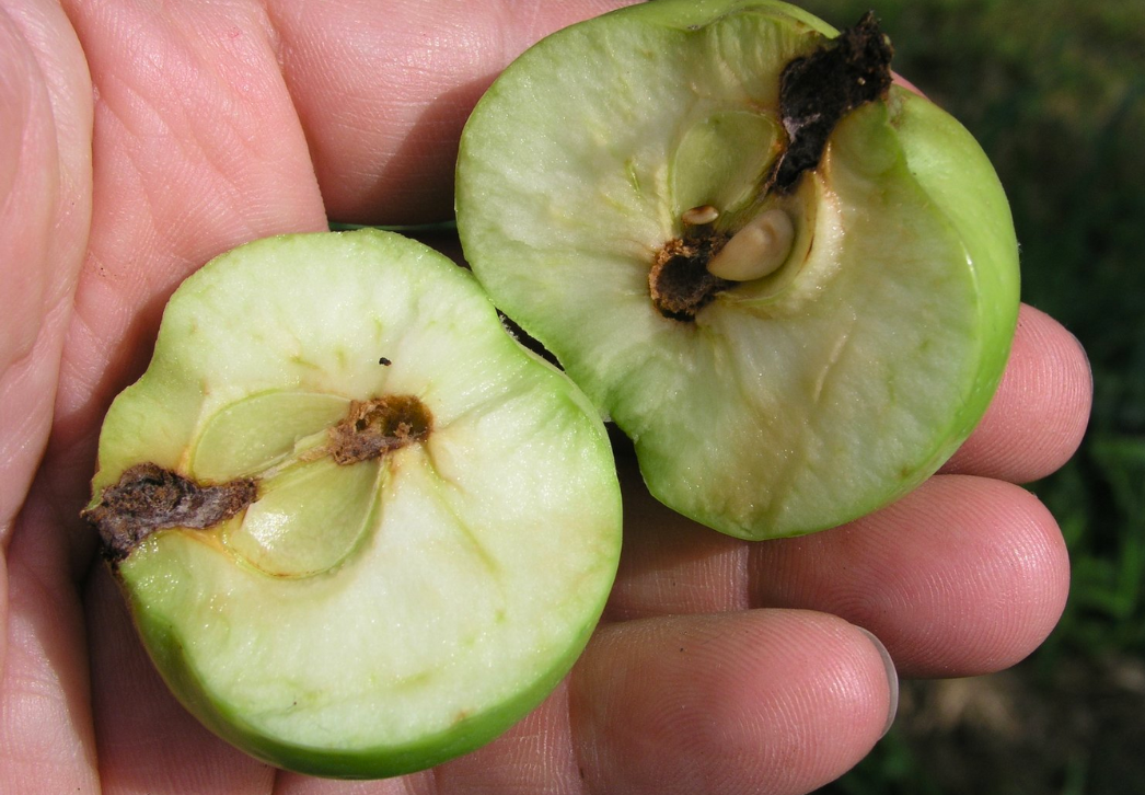 Codling moth damage to apple fruit