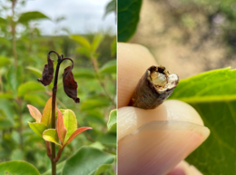 viburnum shoot sawfly