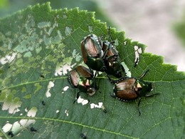 Japanese beetle