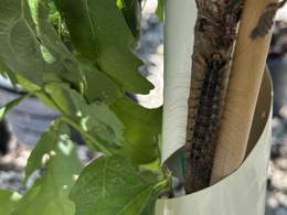 spongy moth caterpillar on nursery stock