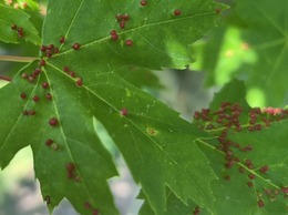maple gall mites