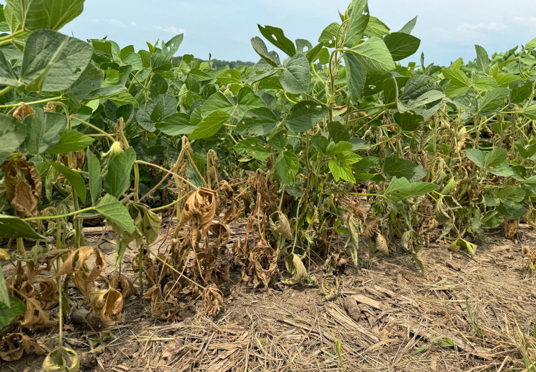 Wilted soybeans infested with soybean gall midge