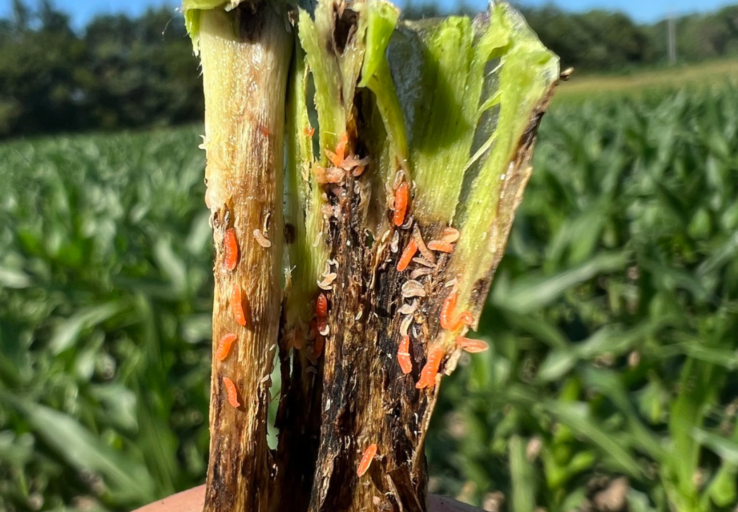 Soybean gall midge larvae