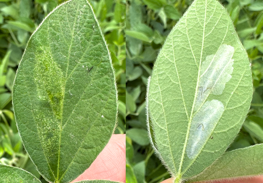Soybean tentiform leafminer