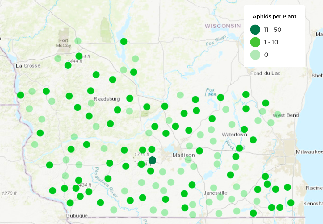 Soybean Aphid Counts July 3-16
