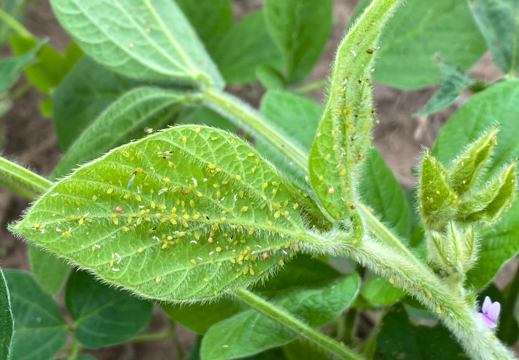 Soybean aphids