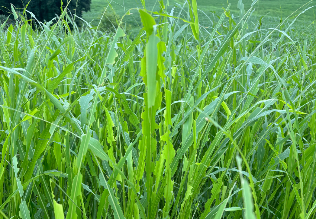 True armyworm damage to sorghum Crawford Co.
