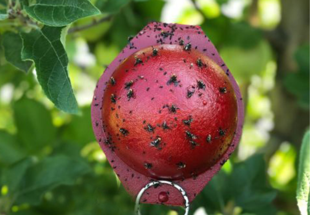 Apple maggot flies on sticky trap