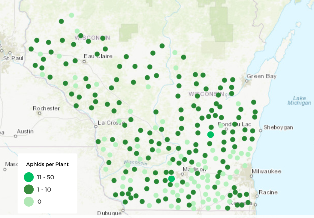 Soybean Aphid Survey Results 2025