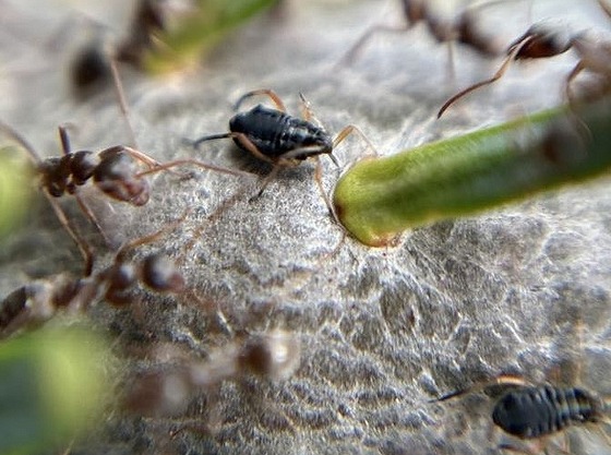 Cinara curvipes on fir