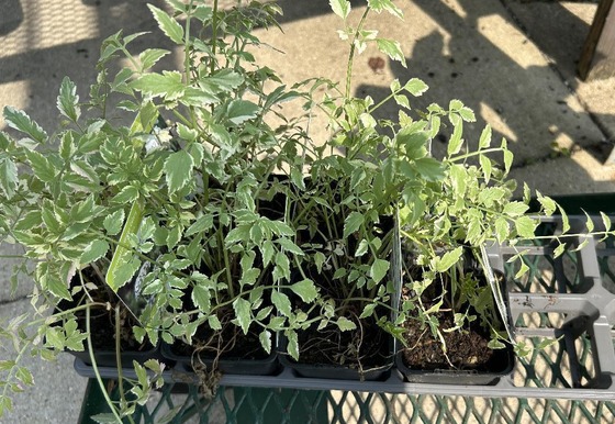java waterdropwort, an invasive aquatic plant